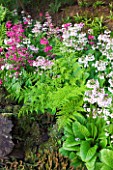 MOORS MEADOW GARDEN AND NURSERY  HEREFORDSHIRE: THE FERNERY WITH CANDELABRA PRIMULAS - PRIMULA BEESIANA - AND THE FERN - BLECHNUM PENNA-MARINA