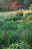 MOORS MEADOW GARDEN AND NURSERY  HEREFORDSHIRE: DAWN - IRIS SIBIRICA AND CERCIS CANADENSIS FOREST PANSY IN THE MEADOW