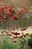 MOORS MEADOW GARDEN AND NURSERY  HEREFORDSHIRE: DAWN - CERCIS CANADENSIS FOREST PANSY IN THE MEADOW
