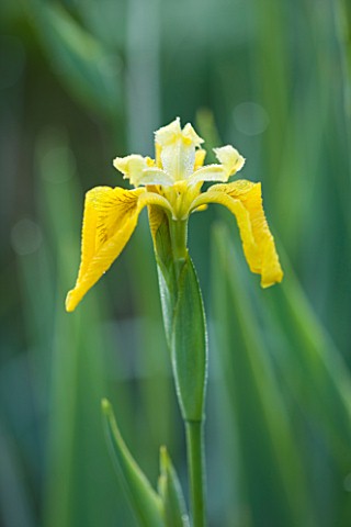MOORS_MEADOW_GARDEN_AND_NURSERY__HEREFORDSHIRE_THE_YELLOW_FLOWER_OF_THE_YELLOW_FLAG_IRIS__IRIS_PSEUD