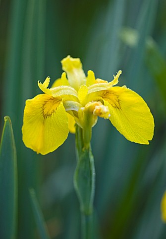 MOORS_MEADOW_GARDEN_AND_NURSERY__HEREFORDSHIRE_THE_YELLOW_FLOWER_OF_THE_YELLOW_FLAG_IRIS__IRIS_PSEUD