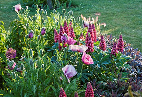 NARBOROUGH_HALL_GARDENS__NORFOLK_THE_PLUM_AND_CHOCOLATE_BORDER_WITH_LUPINS__POPPIES_AND_SAGE