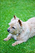DESIGNER BUTTER WAKEFIELD  LONDON : BUTTERS NORFOLK TERRIER BISCUIT ON THE LAWN