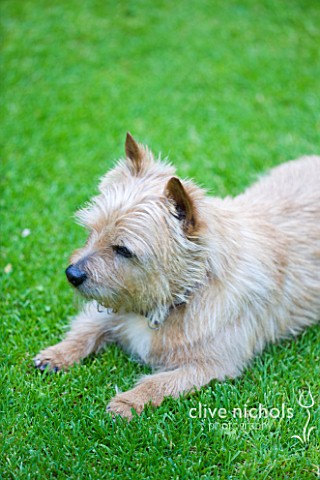 DESIGNER_BUTTER_WAKEFIELD__LONDON__BUTTERS_NORFOLK_TERRIER_BISCUIT_ON_THE_LAWN