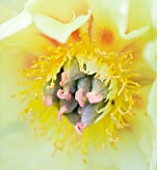 CLOSE UP OF THE YELLOW FLOWER OF A PEONY - PAEONIA GARDEN TREASURE