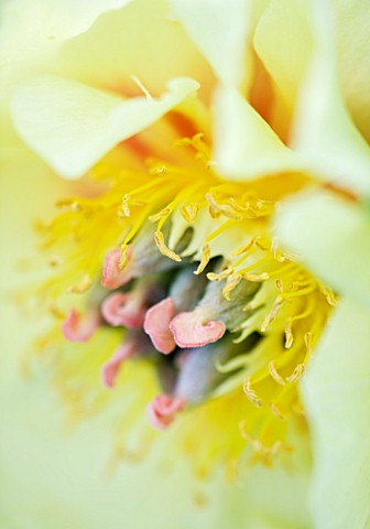 CLOSE_UP_OF_THE_YELLOW_FLOWER_OF_A_PEONY__PAEONIA_GARDEN_TREASURE