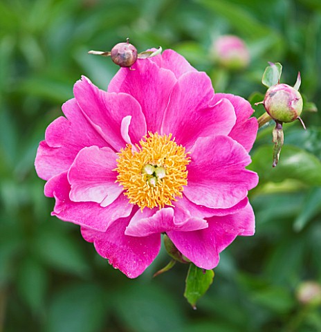 CLOSE_UP_OF_THE_PINK_FLOWER_OF_A_PEONY__PAEONIA_LACTIFLORA_TORPILLEUR