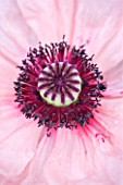 CLOSE UP OF THE PINK FLOWER OF A POPPY - PAPAVER ORIENTALE KARINE