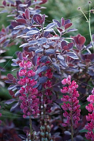 NARBOROUGH_HALL__NORFOLK_RUSSEL_LUPINS_AND_COTINUS_IN_THE_PLUM_AND_CHOCOLATE_BORDER