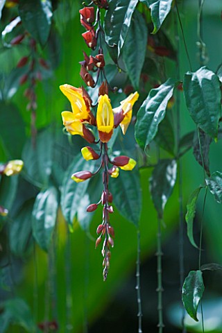 CLOSE_UP_OF_THE_FLOWERS_OF_THE_CLOCK_VINE__THUNBERGIA_MYSORENSIS_BRICK_AND_BUTTER_VINE