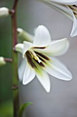 GARDEN OF JOHN AND SUE MONKS  LONDON: CLOSE UP OF THE FLOWERS OF CARDIOCRINUM GIGANTEUM