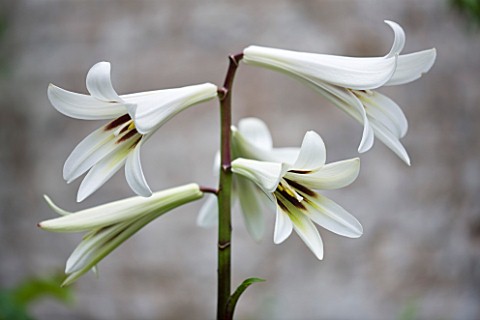 GARDEN_OF_JOHN_AND_SUE_MONKS__LONDON_CLOSE_UP_OF_THE_FLOWERS_OF_CARDIOCRINUM_GIGANTEUM