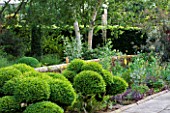 SANDHILL FARM HOUSE  HAMPSHIRE - DESIGNER ROSEMARY ALEXANDER: THE FRONT GARDEN - CLOUD HEDGING AND BIRCH TREES