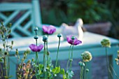 SANDHILL FARM HOUSE  HAMPSHIRE - DESIGNER ROSEMARY ALEXANDER - ANNUAL POPPIES IN FRONT GARDEN WITH AQUA WOODEN BENCH BEHIND