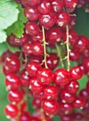 CLARE MATTHEWS FRUIT GARDEN PROJECT: CLOSE UP OF RED FRUIT OF RED CURRANT JONKHEER VAN TETS. EDIBLE  BERRY  BERRIES