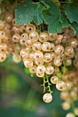 CLARE MATTHEWS FRUIT GARDEN PROJECT: CLOSE UP OF WHITE FRUIT OF WHITE CURRANT WHITE PARIEL. EDIBLE  BERRY  BERRIES