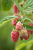 CLARE MATTHEWS FRUIT GARDEN PROJECT: CLOSE UP OF THE RED FRUITS OF RASPBERRY TULAMEEN. EDIBLE