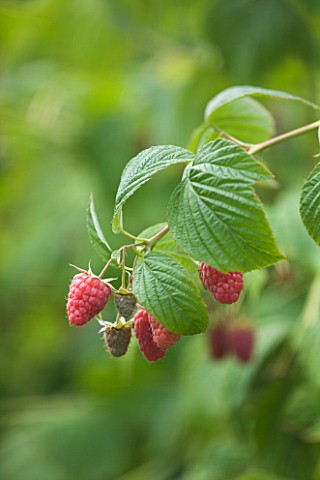CLARE_MATTHEWS_FRUIT_GARDEN_PROJECT_CLOSE_UP_OF_THE_RED_FRUITS_OF_RASPBERRY_TULAMEEN_EDIBLE