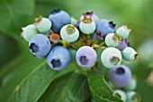 CLARE MATTHEWS FRUIT GARDEN PROJECT: BLUE FRUIT OF BLUEBERRY IVANHOE - BERRY  BERRIES  EDIBLE  VACCINIUM CORYMBOSUM