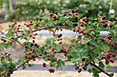 CLARE MATTHEWS FRUIT GARDEN PROJECT: BERRIES OF BLACKBERRY SILVAN  - AGM - EDIBLE  FRUIT