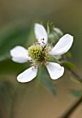 CLARE MATTHEWS FRUIT GARDEN PROJECT: CLOSE UP OF THE FLOWERS OF BLACKBERRY OREGON THORNLESS.