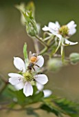 CLARE MATTHEWS FRUIT GARDEN PROJECT: CLOSE UP OF THE FLOWERS OF BLACKBERRY OREGON THORNLESS.