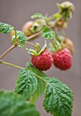 CLARE MATTHEWS FRUIT GARDEN PROJECT: CLOSE UP OF THE BERRIES OF RASPBERRY VALENTINA. BERRY  EDIBLE