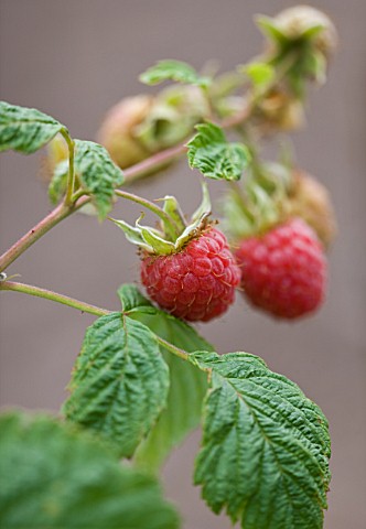 CLARE_MATTHEWS_FRUIT_GARDEN_PROJECT_CLOSE_UP_OF_THE_BERRIES_OF_RASPBERRY_VALENTINA_BERRY__EDIBLE