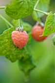 CLARE MATTHEWS FRUIT GARDEN PROJECT: CLOSE UP OF THE BERRIES OF RASPBERRY MALAHAT. BERRY  EDIBLE