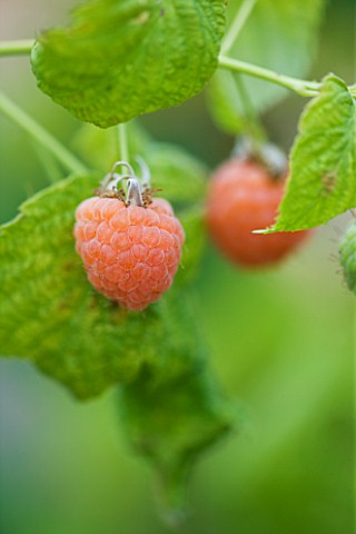 CLARE_MATTHEWS_FRUIT_GARDEN_PROJECT_CLOSE_UP_OF_THE_BERRIES_OF_RASPBERRY_MALAHAT_BERRY__EDIBLE