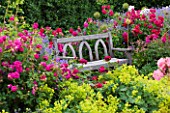 RHS GARDEN  ROSEMOOR  DEVON: A PLACE TO SIT - WOODEN BENCH/ SEAT SURROUNDED BY RED ROSES AND ALCHEMILLA MOLLIS