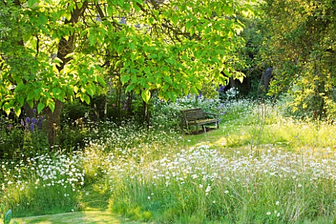 PRIVATE_GARDEN_COTSWOLDS_DESIGNER_ALISON_HENRY__WILDFLOWER_MEADOW_WITH_OXEEYE_DAISIES_GRASS_PATH_AND