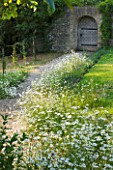 DESIGNER ALISON HENRY - PRIVATE GARDEN, COTSWOLDS: MEADOW WITH OXE EYE DAISIES AND PATH TO DOORWAY AND WOODEN DOOR. CLASSIC, ENGLISH, GARDEN