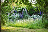 DESIGNER ALISON HENRY - PRIVATE GARDEN, COTSWOLDS: MEADOW WITH OXE EYE DAISIES, ROSES AND DELPHINIUMS -  ENGLISH GARDEN, CLASSIC, COUNTRY