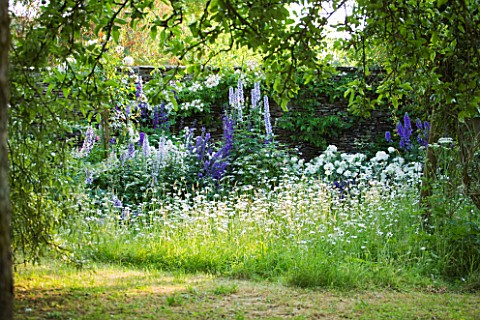 DESIGNER_ALISON_HENRY__PRIVATE_GARDEN_COTSWOLDS_MEADOW_WITH_OXE_EYE_DAISIES_ROSES_AND_DELPHINIUMS___