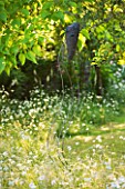 DESIGNER ALISON HENRY - PRIVATE GARDEN, COTSWOLDS: MEADOW WITH OXE EYE DAISIES AND METAL MASK WIND SCULPTURE -  ENGLISH GARDEN, CLASSIC, COUNTRY