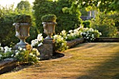 DESIGNER ALISON HENRY - PRIVATE GARDEN, COTSWOLDS: LAWN AND WALL WITH STONE URNS / CONTAINERS WITH HEBE - WHITE ICEBERG ROSES - ENGLISH GARDEN, CLASSIC, COUNTRY