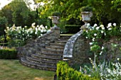 DESIGNER ALISON HENRY, PRIVATE GARDEN, COTSWOLDS - STONE STEPS WITH URNS, CONTAINERS, BOX EDGING AND ICEBERG ROSES - ORNAMANET, GARDEN, SUMMER, CLASSIC, ROSE, WHITE