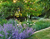 DESIGNER ALISON HENRY, PRIVATE GARDEN, COTSWOLDS - LAWN WITH BORDER OF NEPETA - COUNTRY, GARDEN, SUMMER, CLASSIC, ENGLISH. DAWN