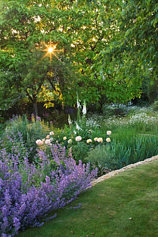 DESIGNER_ALISON_HENRY_PRIVATE_GARDEN_COTSWOLDS__LAWN_WITH_BORDER_OF_NEPETA__COUNTRY_GARDEN_SUMMER_CL
