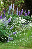 DESIGNER ALISON HENRY, PRIVATE GARDEN, COTSWOLDS - BORDER BESIDE LAWN IN BLUE AND WHITE WITH DELPHINIUMS AND ROSES - COUNTRY, GARDEN, SUMMER, CLASSIC, ENGLISH