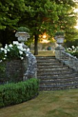DESIGNER ALISON HENRY, PRIVATE GARDEN, COTSWOLDS - STONE STEPS WITH URNS, CONTAINERS, BOX EDGING AND ICEBERG ROSES - ORNAMANET, GARDEN, SUMMER, CLASSIC, ROSE, WHITE, DAWN, LIGHT