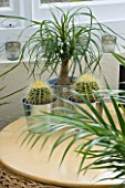 DESIGNER CLARE MATTHEWS: METAL CONTAINERS PLANTED WITH CACTI AND A PONYTAIL PALM ( BEAUCARNEA RECURVATA )