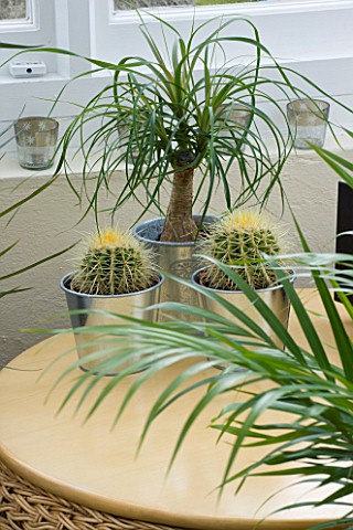DESIGNER_CLARE_MATTHEWS_METAL_CONTAINERS_PLANTED_WITH_CACTI_AND_A_PONYTAIL_PALM__BEAUCARNEA_RECURVAT