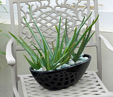 DESIGNER_CLARE_MATTHEWS__BLACK_CONTAINER_PLANTED_WITH_ALOE_ON_METAL_CHAIR_IN_CONSERVATORY
