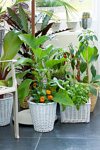 DESIGNER_CLARE_MATTHEWS__CONSERVATORY_WITH_VARIOUS_CONTAINERS_PLANTED_WITH_HERBS__PEPPERS_AND_FOLIAG