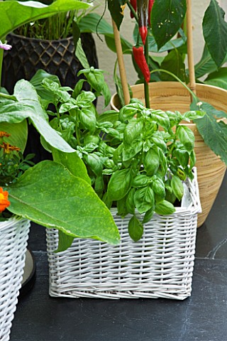 DESIGNER_CLARE_MATTHEWS__CONSERVATORY_WITH_VARIOUS_CONTAINERS_PLANTED_WITH_BASIL_AND_PEPPERS