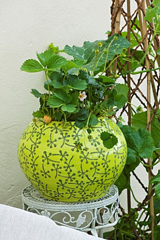 DESIGNER_CLARE_MATTHEWS__CONSERVATORY_WITH_LIME_GREEN_CONTAINER_PLANTED_WITH_ALPINE_STRAWBERRIES