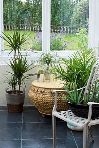 DESIGNER_CLARE_MATTHEWS_METAL_CONTAINERS_PLANTED_WITH_CACTI_AND_A_PONYTAIL_PALM__BEAUCARNEA_RECURVAT