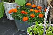 DESIGNER CLARE MATTHEWS - CONSERVATORY WITH METAL CONTAINER PLANTED WITH ORANGE CALENDULAS